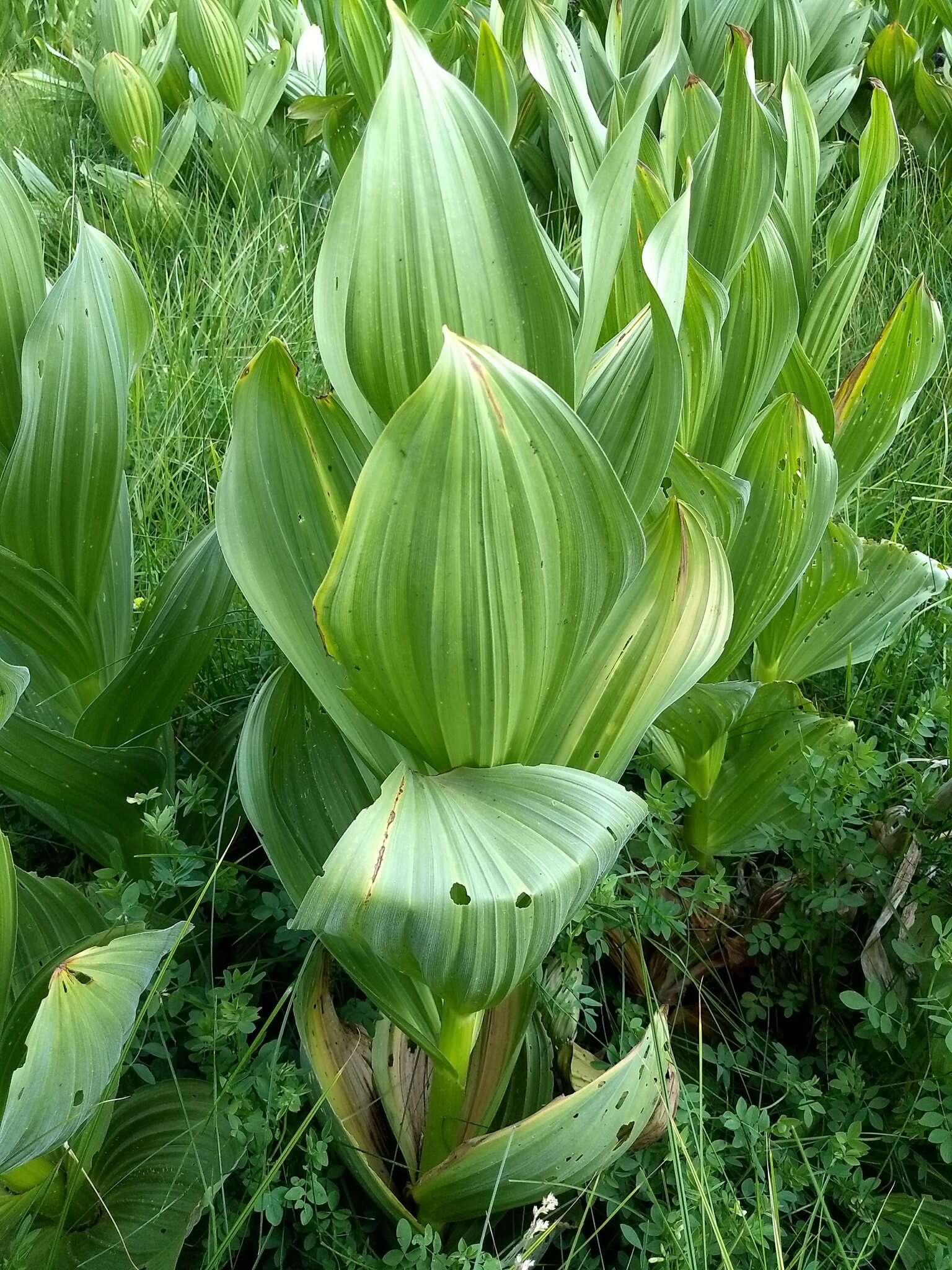 Image de Veratrum californicum var. californicum