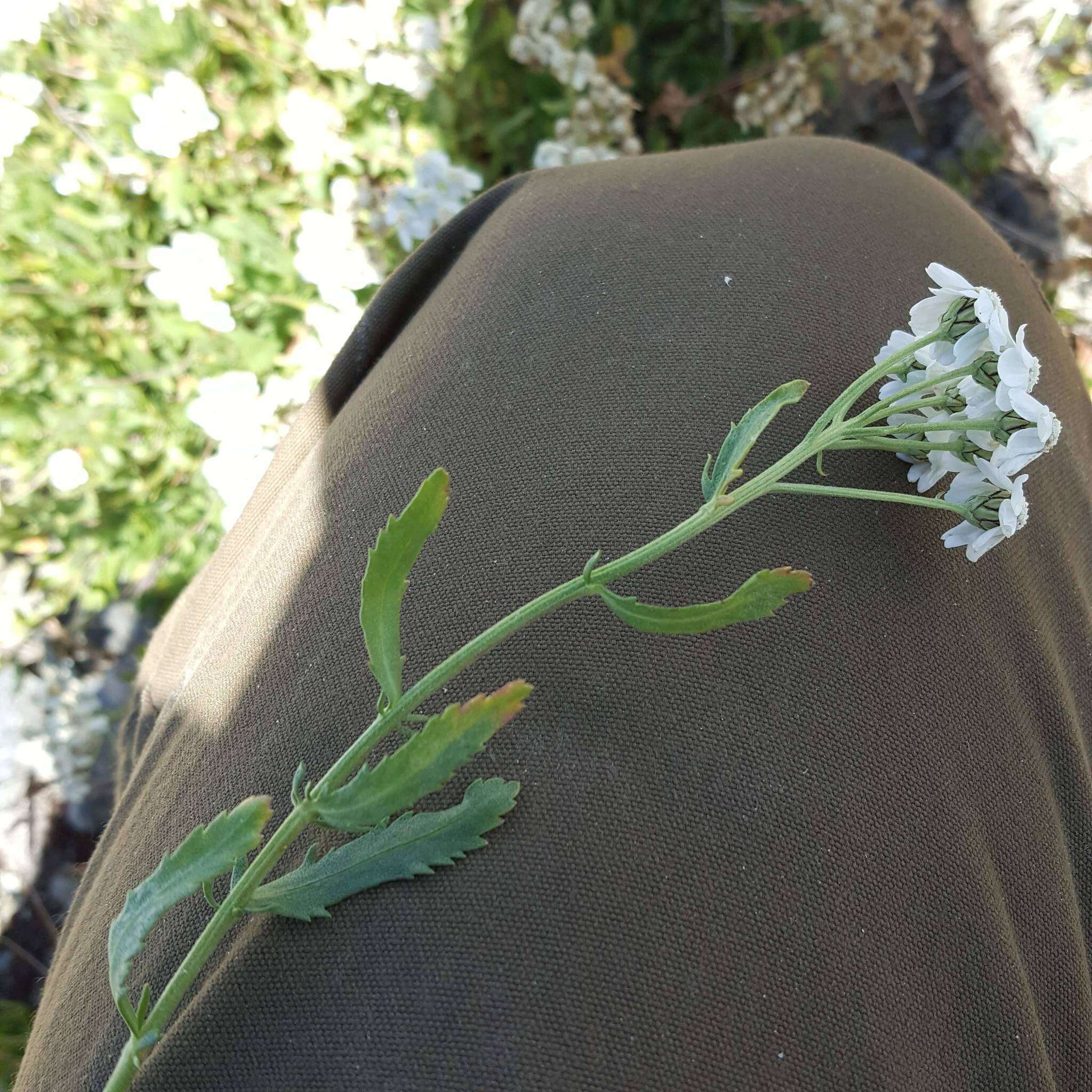 Слика од Achillea erba-rotta All.