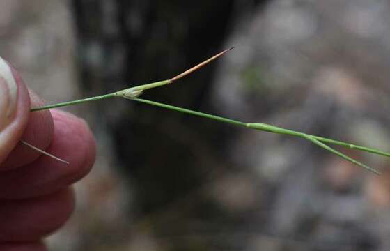 Image of Cleistochloa subjuncea C. E. Hubb.