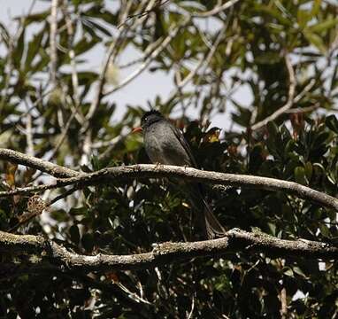 Image of Madagascar Black Bulbul