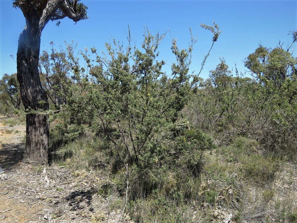 Sivun Lambertia inermis var. drummondii (Fielding & Gardner) R. J. Hnatiuk kuva