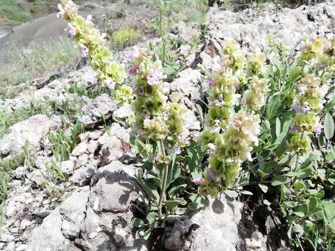 Sivun Salvia absconditiflora Greuter & Burdet kuva