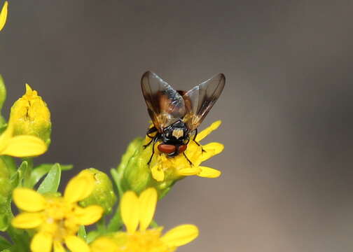 Image of Phasia aurulans Meigen 1824