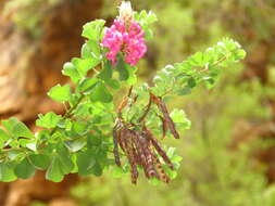 Plancia ëd Hypocalyptus sophoroides (P. J. Bergius) Baill.