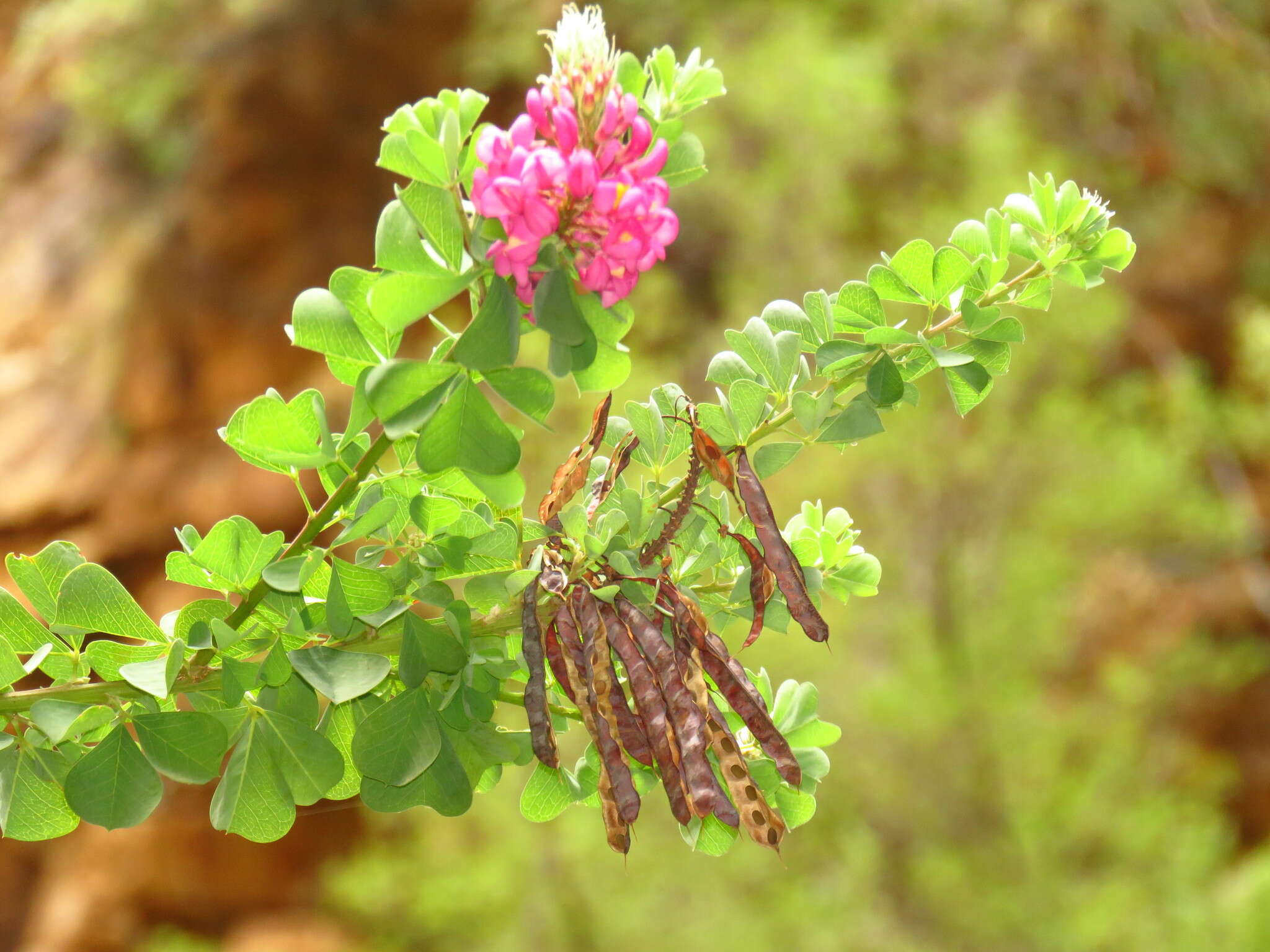 Plancia ëd Hypocalyptus sophoroides (P. J. Bergius) Baill.