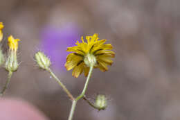 Image of Crepis micrantha Czer.