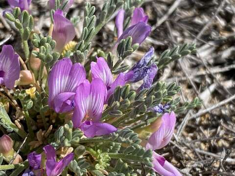 Image de Astragalus humillimus A. Gray