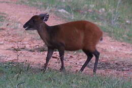 Image of Weyns's Duiker