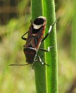 صورة Graptostethus septus (Germar & E. F. 1837)