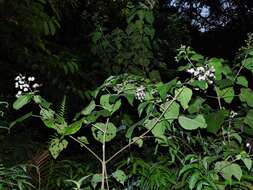 Imagem de Clerodendrum villosum Blume