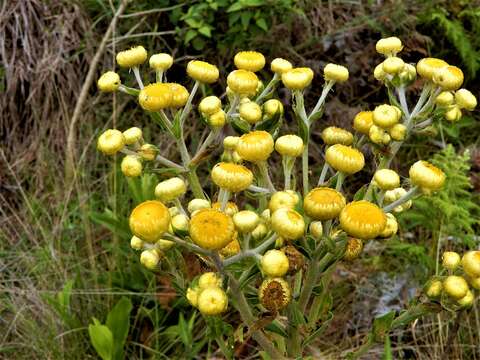 Image of Cooper's everlasting