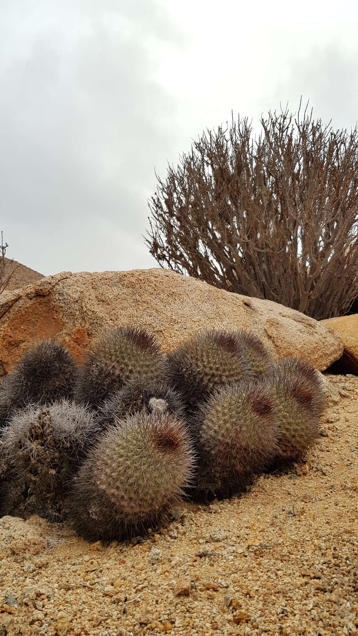 Image of Copiapoa serpentisulcata F. Ritter