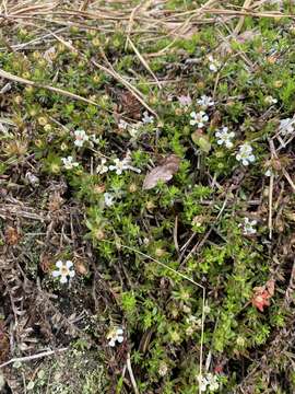 Image of flowering pixiemoss