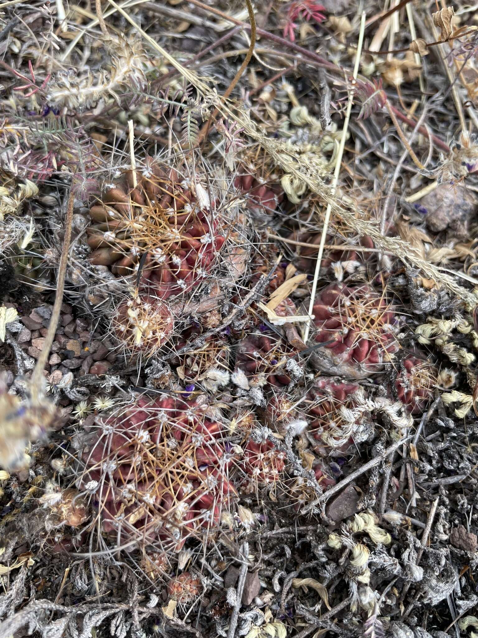 Echinopsis hertrichiana (Backeb.) D. R. Hunt resmi