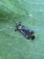 Image of Virginia Creeper Clearwing