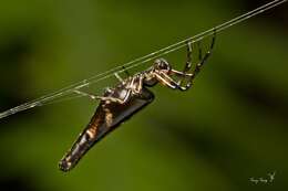 Image of Cyclosa hamulata Tanikawa 1992