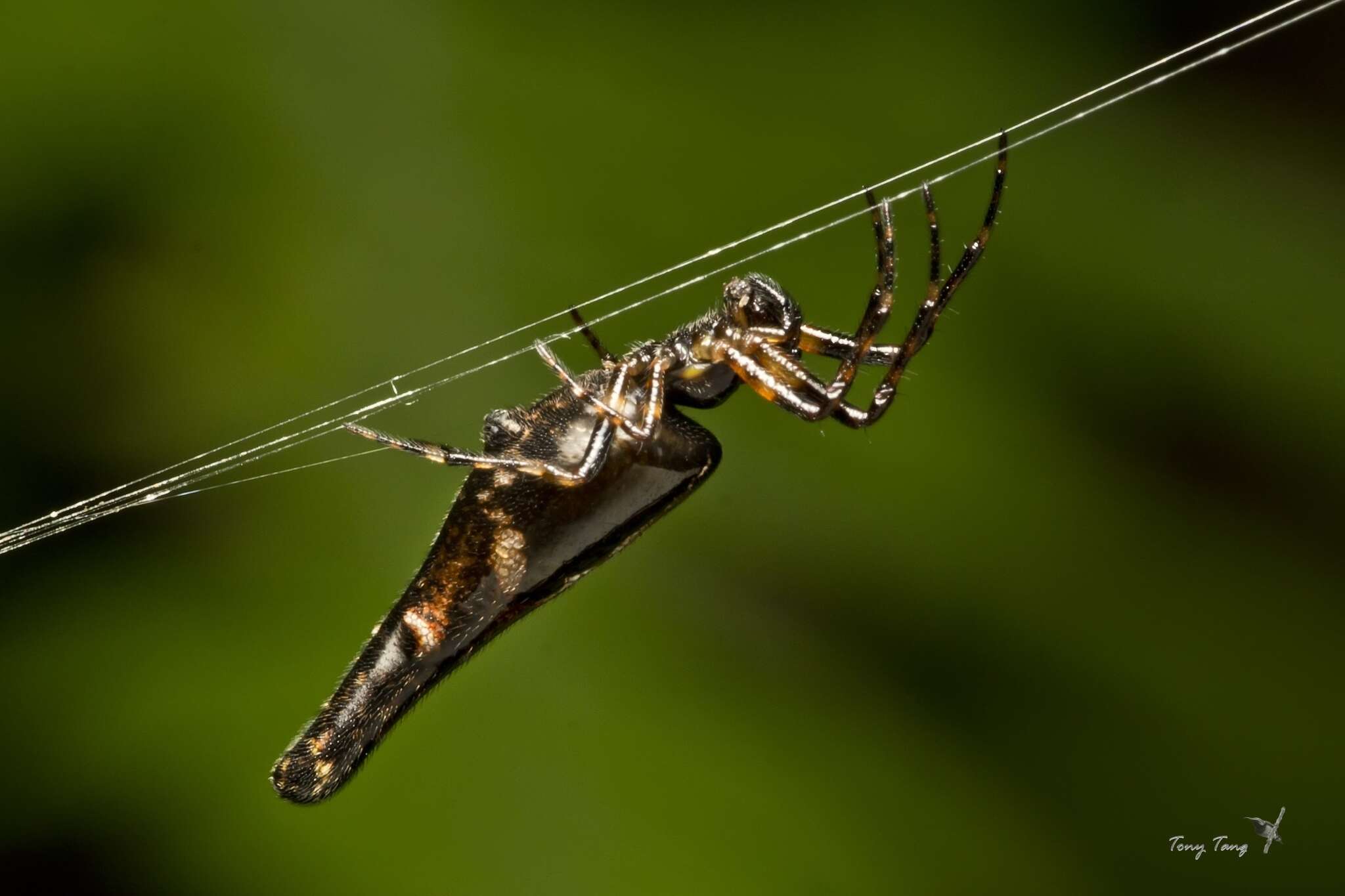 Image of Cyclosa hamulata Tanikawa 1992