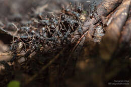 Image of Army ant