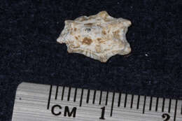 Image of Pacific sugar limpet