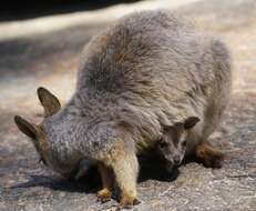 Image of Mareeba Rock Wallaby