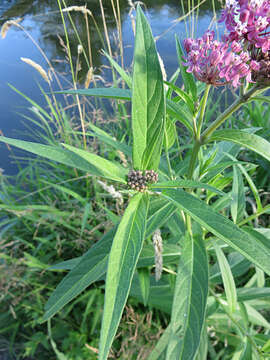 Sivun Asclepias incarnata subsp. incarnata kuva