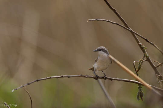 Image of Lesser Whitethroat