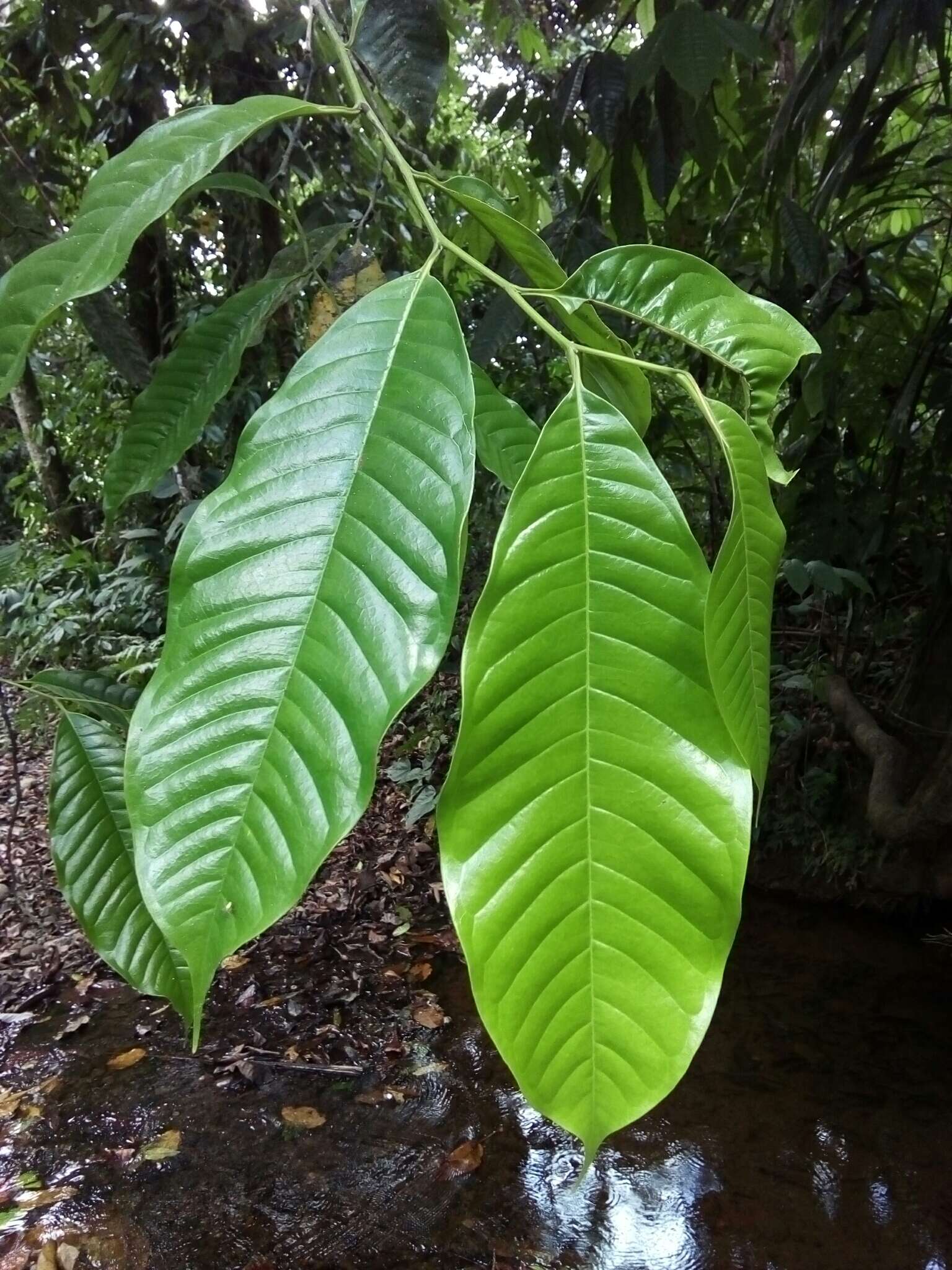 Imagem de Guatteria rostrata Erkens & Maas