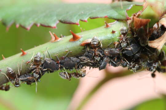 صورة Maculolachnus submacula (Walker & F. 1848)