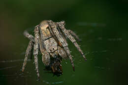 Image of Humpbacked orbweaver