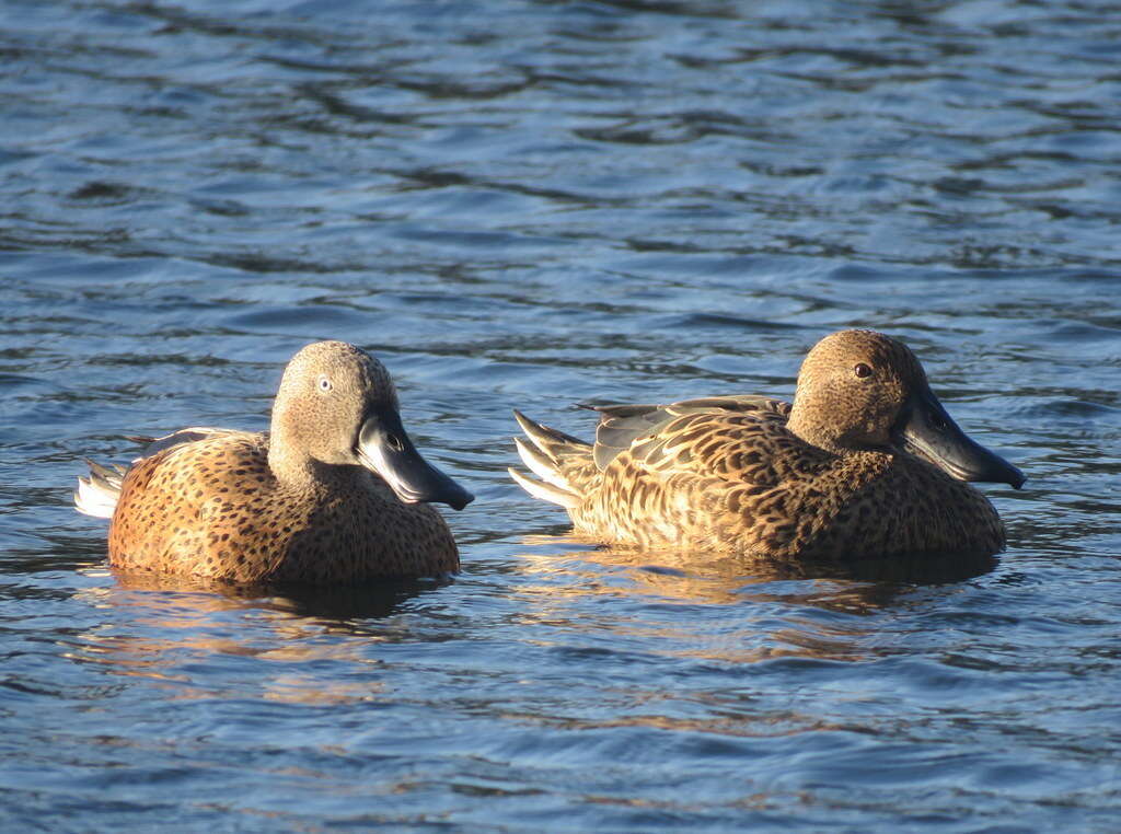 Image of Red Shoveler