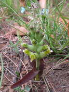 Image de Lachenalia orchioides subsp. orchioides