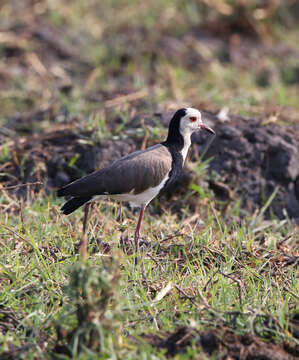 Image of Long-toed Lapwing