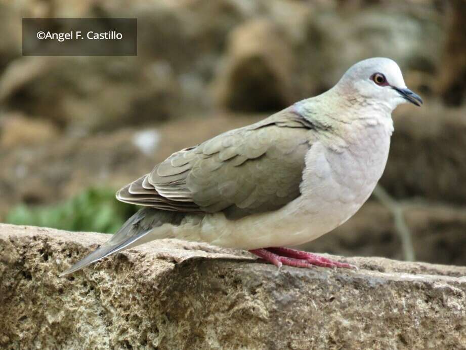 Image of Caribbean Dove