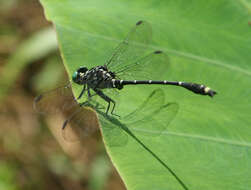 Imagem de Burmagomphus asahinai Kosterin, Makbun & Dawwrueng 2012