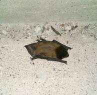 Image of Evening Bat