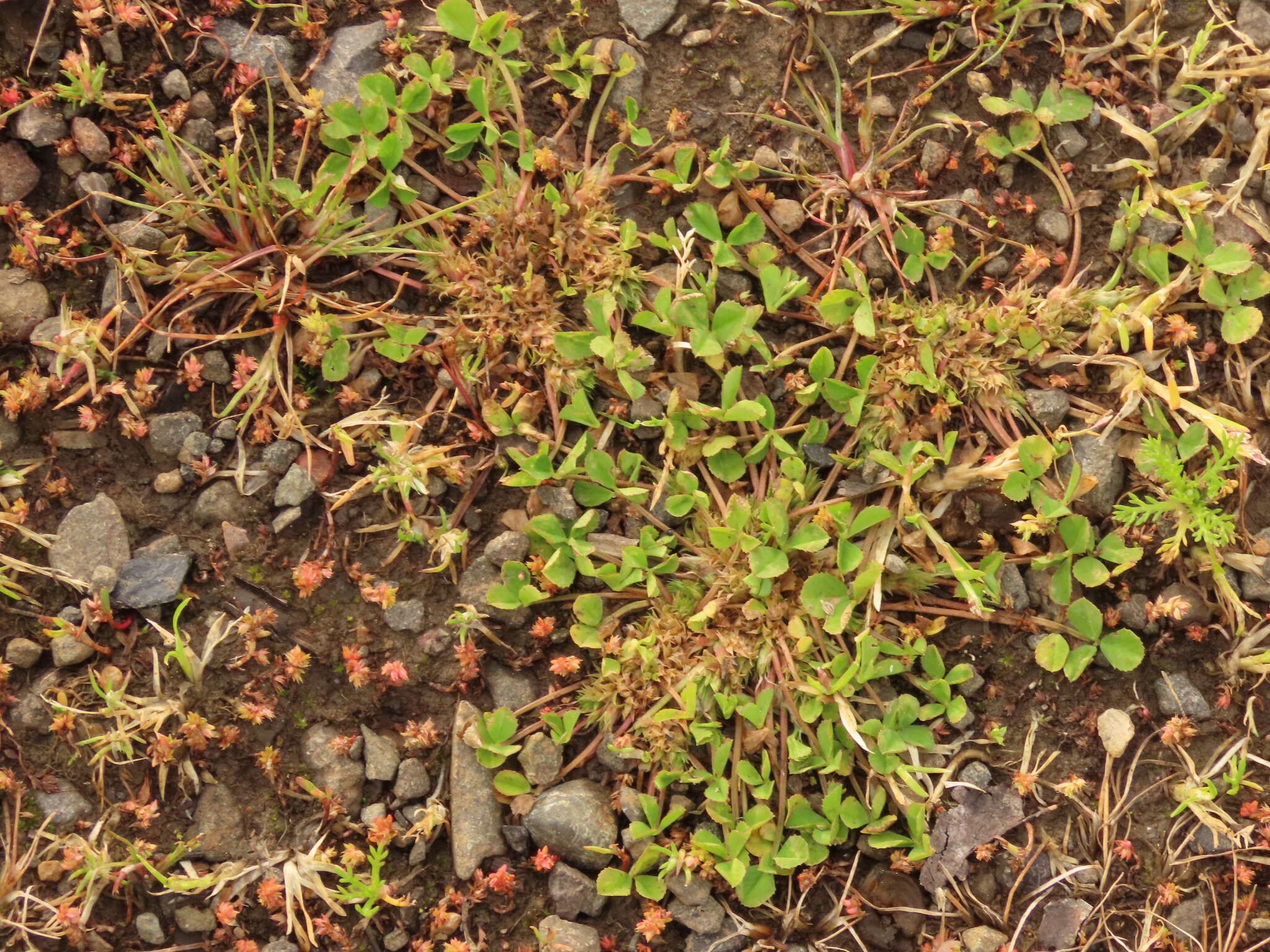 Image of suffocating clover