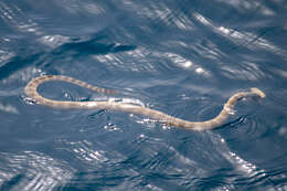 Image of Persian Gulf Sea Snake