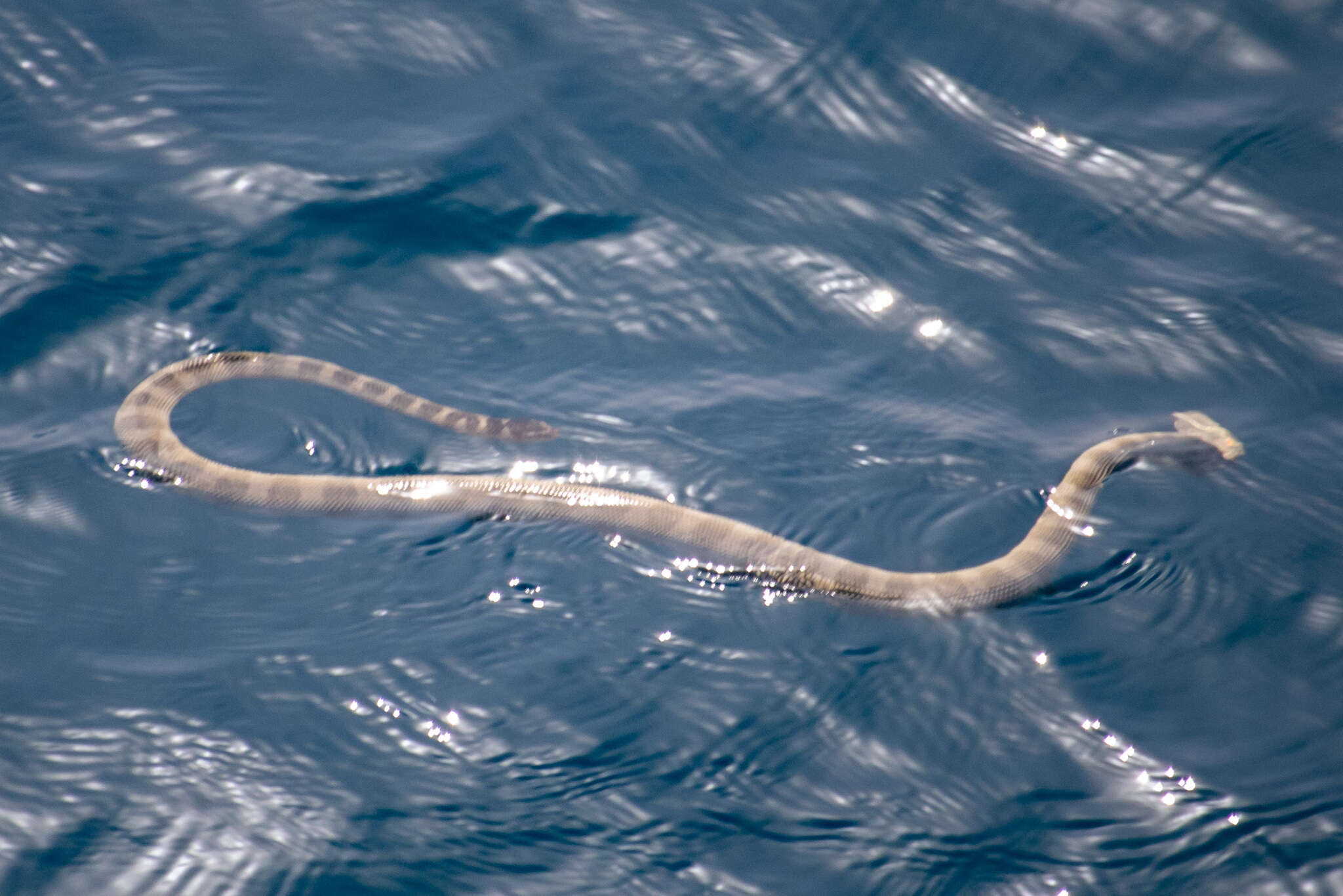 Image of Persian Gulf Sea Snake