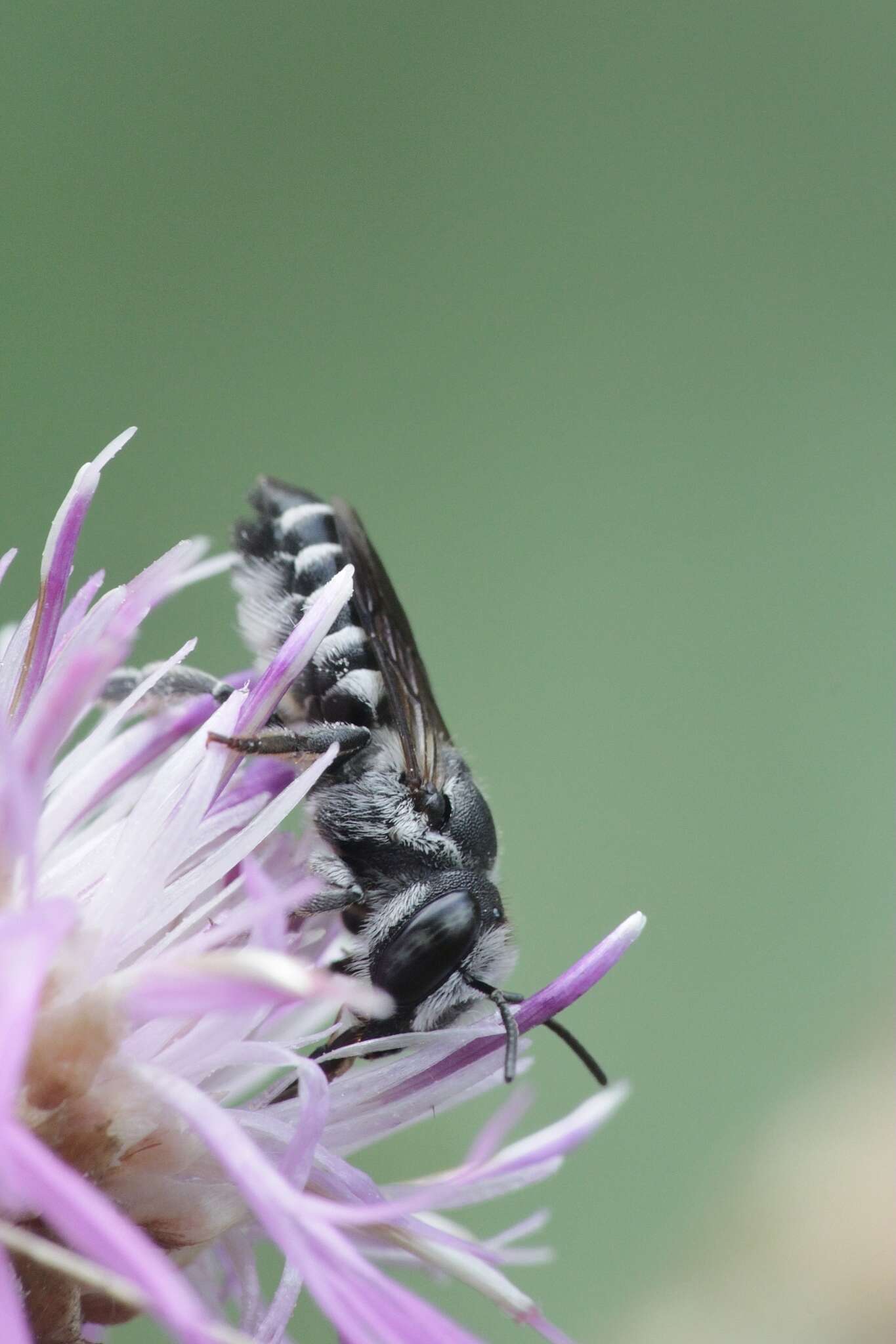 Image of Apical Leafcutter Bee