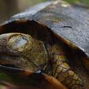 Image of Terrapene mexicana yucatana (Boulenger 1895)