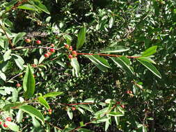 Image of Bitter Cherry