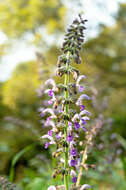 Image of Salvia bowleyana Dunn