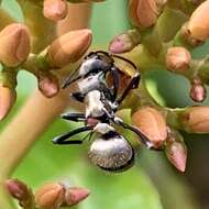 Image of Polyrhachis cupreata Emery 1895