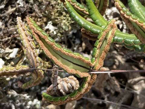 Doryopteris triphylla (Lam.) Christ的圖片