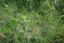 Sivun Stipa dasyphylla (Lindem.) Czern. ex Trautv. kuva