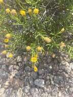 Image of Bajacalia crassifolia (S. Wats.) Loockerman, B. L. Turner & R. K. Jansen