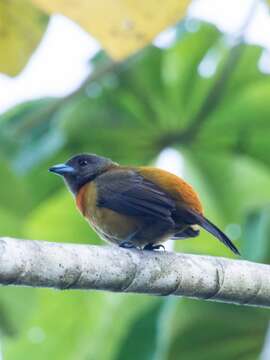 Image de Ramphocelus passerinii costaricensis Cherrie 1891