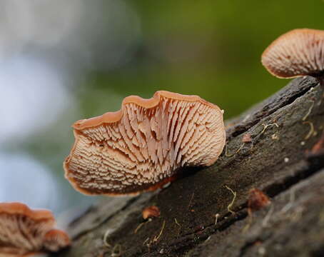 Image of Lentinellus pulvinulus (Berk.) Pegler 1965