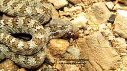 Image of Derafshi Snake