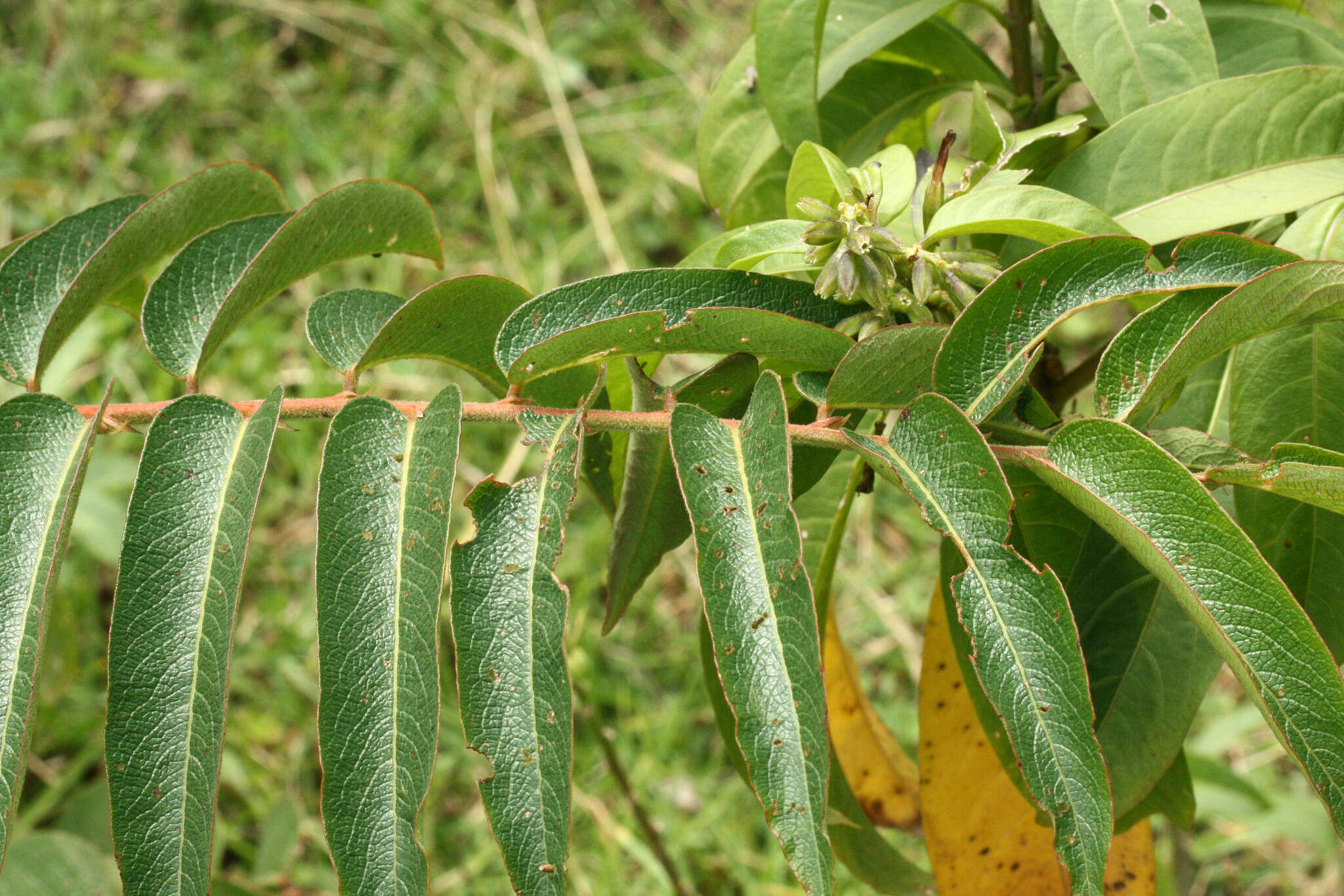 Phyllanthus salviifolius Kunth的圖片